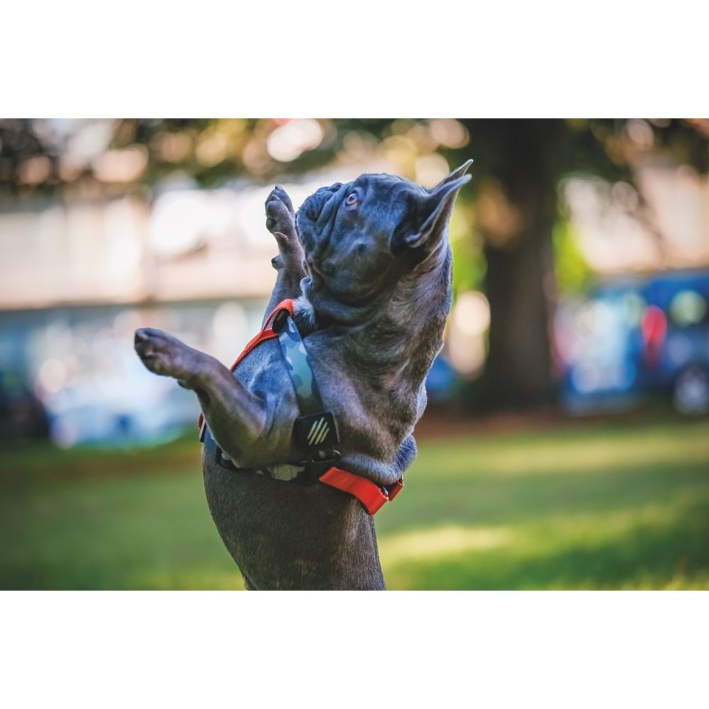 10838999 M-PETS WILD JUNGLE HARNESS (M)