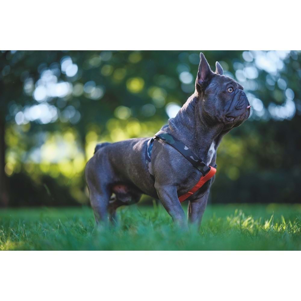 10838999 M-PETS WILD JUNGLE HARNESS (M)