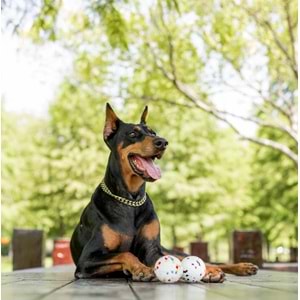 10643499 M-PETS BLOOM BALL OYUN TOPU PARÇALANMAZ WHİTE/BLACK