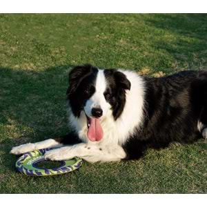 10672199 M-PETS SPRINTPUFF FRISBEE KÖPEK OYUNCAĞI GREEN/PURPLE