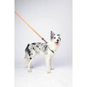 10838199 M-PETS WILD JUNGLE LEASH REGULAR (S-M)