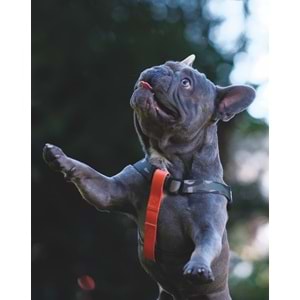 10838899 M-PETS WILD JUNGLE HARNESS (S)