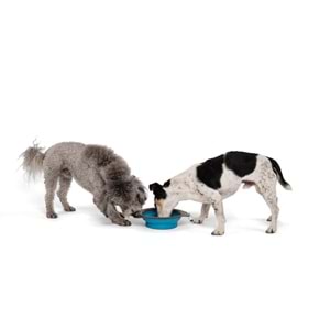 10552599 M-PETS ON THE ROAD KATLANABİLEN MAMA KABI (L) 1230ML TURKUAZ/BROWN