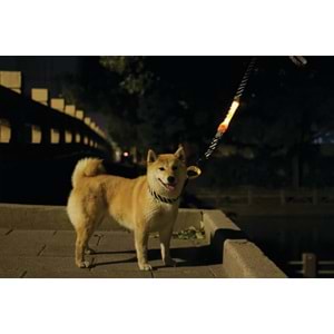 10856099 M-PETS FLASH LED BAND ORANGE