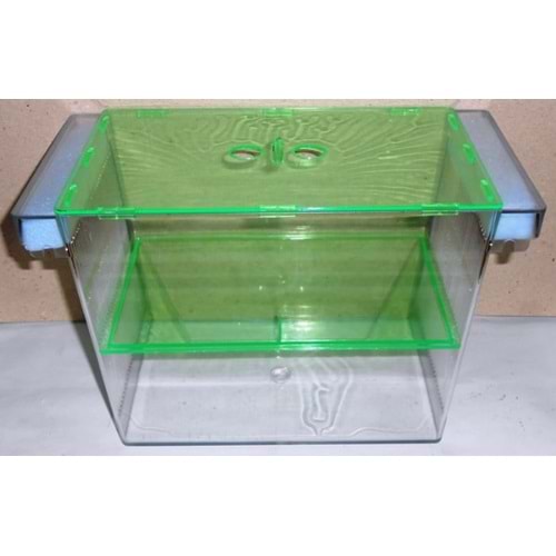 201610 SEALİFE İKİLİ DEV CICHLID YAVRULUĞU