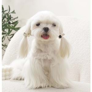 60901599 M-PETS GLAM KÖPEKLER İÇİN AKSESUAR TOKA BLACK/SİLVER