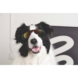 60901999 M-PETS SUNNY SUNBATHER KÖPEKLER İÇİN GÖZLÜK BLACK