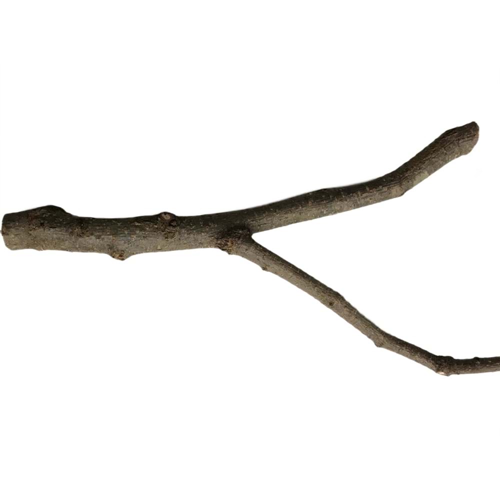 ST101 BEAKS DOĞAL TÜNEK-2